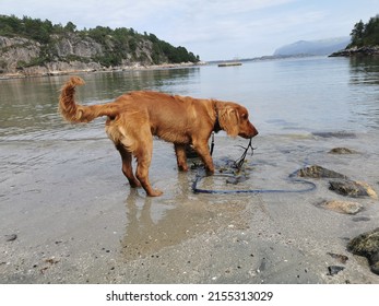 Working Cocker Spaniel Playing On The Beach