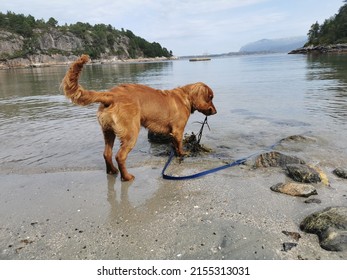 Working Cocker Spaniel Playing On The Beach