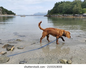 Working Cocker Spaniel Playing On The Beach