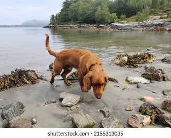 Working Cocker Spaniel Playing On The Beach