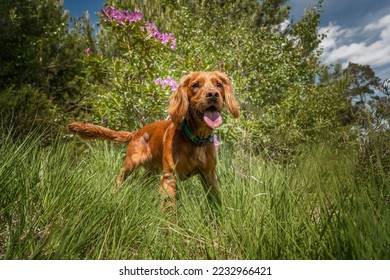 Working cocker spaniel puppy close up in a field by the forest with tongue out - Shutterstock ID 2232966421