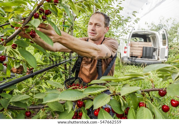 Working in a covered cherry orchard. Farmer\
plucks ripe cherries.