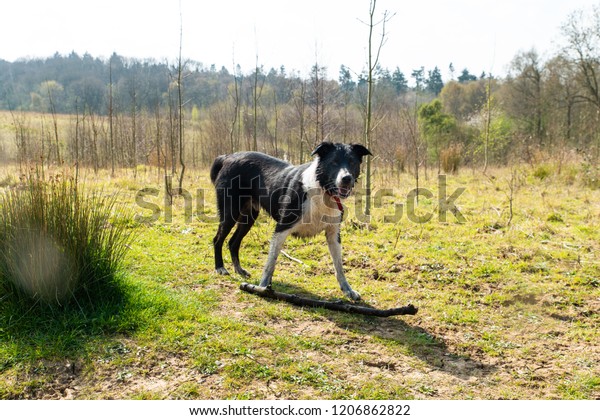 Working Dog Border Collie Cross Labrador Stock Photo Edit Now