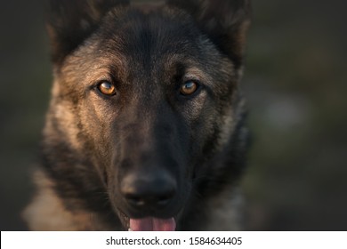 Working Dog German Shepherd Mix In Park