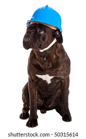 Working Dog In Helmet