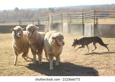 A Working Dog Herds Sheep On A Farm In Rural New South Wales.