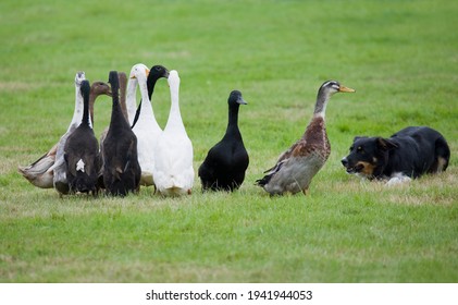 Working Dog Rounding Up Geese