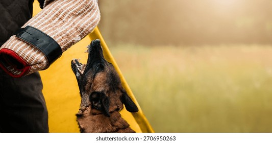 Working Dog Training with Protective Bite Sleeve. A focused working dog in mid-training bites a protective sleeve worn by a trainer. Mondioring. Interior gateway protocol 