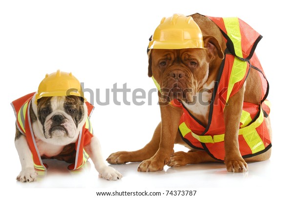 Working Dogs English Bulldog Dogue De Stock Photo (Edit