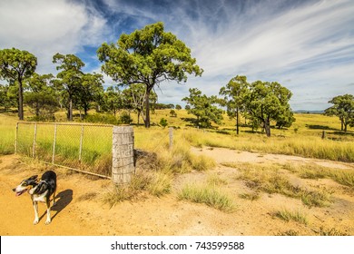 Working Farm Dog, Standing, Waiting At An Open, Rusty Gate At A Cattle Property In Australian Outback. Ironbark Trees Dot The Countryside. Sunny Summer's Day With Blue Sky, Wispy Clouds And Fresh Air.