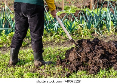 Working farmer in the autumn garden. Organic fertilizer for manuring soil, preparing field for planting in spring, bio farming concept.