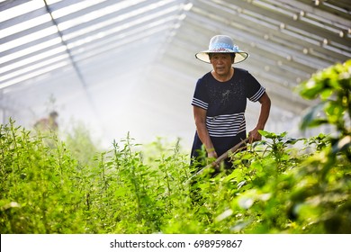 Working Farmer In Farmland