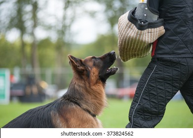 what is ipo dog training