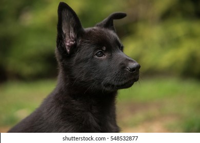 black gsd puppy