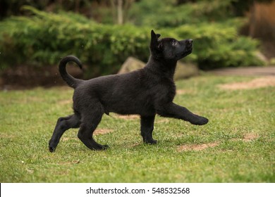 1000 2 Months Old German Shepherd Puppy Stock Images Photos