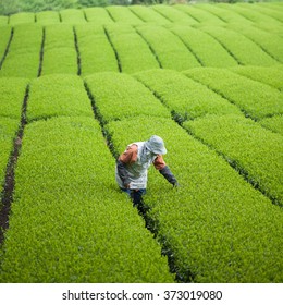 Working In Green Tea Plantation In Japan