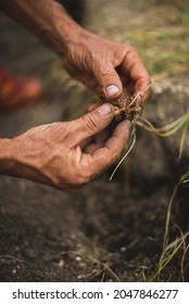 
Working Hands. Hands That Sow The Future