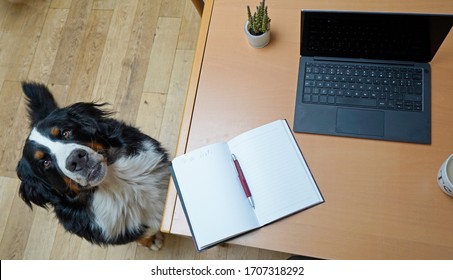 Working From Home, Bernese Mountain Dog, Looking Up Expectantly, Laptop And Notepad On The Desk. 