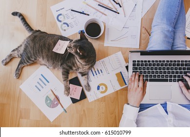 Chat Travaille Images Photos Et Images Vectorielles De Stock Shutterstock