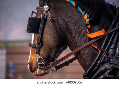 Working Horse With Blinders