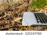 Working on laptop in forest