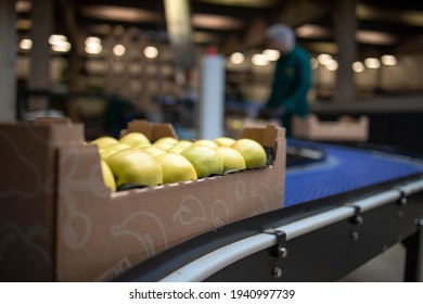 Working In Organic Food Factory Sorting Green Apples And Conveyer Belt Transporting To The Cold Storage.