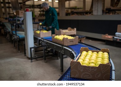 Working in organic food factory sorting green apples and conveyer belt transporting to the cold storage. - Shutterstock ID 1949537134