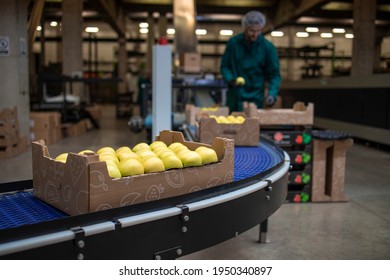 Working In Organic Food Factory Sorting Green Apples And Conveyer Belt Transporting To The Cold Storage.