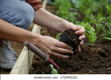 Working in the organic vegetable garden, taking care of young seedlings and transplanting young plants into the garden soil. - Powered by Shutterstock