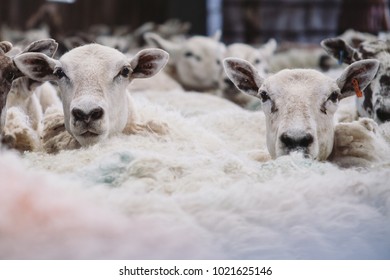 A working sheep farm in Northumberland, North East England