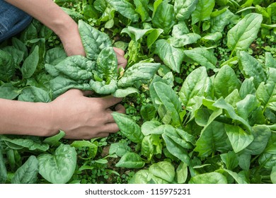 Working With Spinach In The Farm Garden