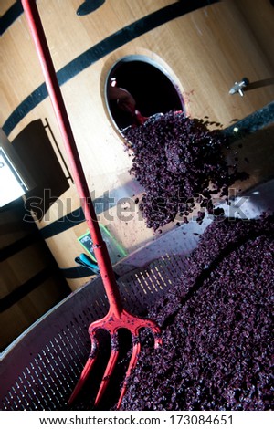 Working wine grapes in cellar