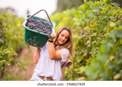 working woman in a vineyard carrying a crate of grapes on her shoulder