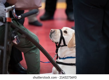 Working Yellow Lab Service Dog In Harness