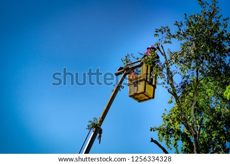 Workman cutting high tree on transliteration crane on blue sky background for building construction industry