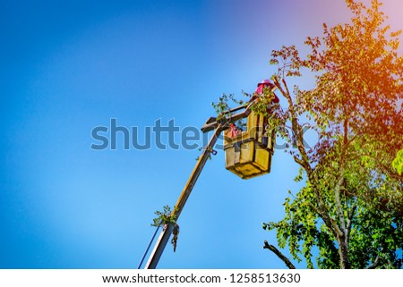 Workman cutting high tree on transliteration crane on blue sky background