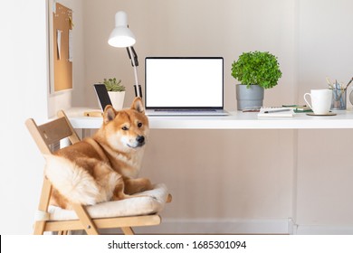 Workplace with cute Shiba Inu dog. Blank white screen laptop. Home office concept