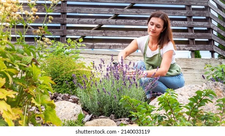 Works On Landscaping In The Garden In Provence Style. Landscape Designer At Work. Woman Gardener Cuts Flowers On A Blooming Lavender Bush. Caring For French Lavender Plants. Pruning Lavender.