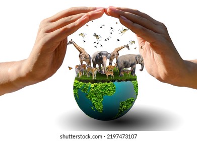 World Animal Day World Wildlife Day  Groups of wild beasts were gathered in the hands of people