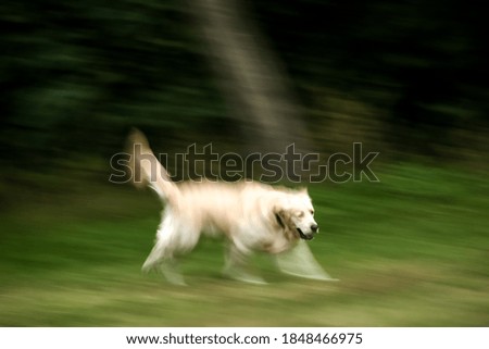 Similar – Image, Stock Photo greyhound Animal Dog 1