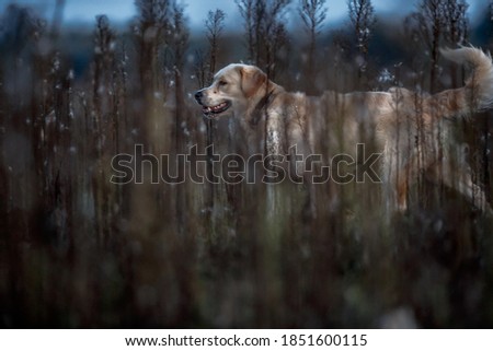 Similar – Labrador retriever labbi