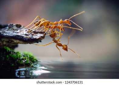 The World of Ants
