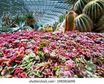 World Of Cactus With Beautiful Cactus Flowers, And Diffrent Sizes.