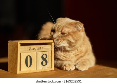 World Cat Day, 8 August on wooden calendar with ginger cat