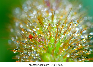 World of dewdrop