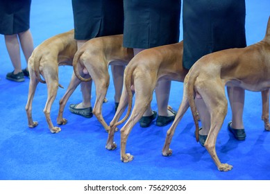 World Dog Show 2017 At Leipzig Germany.