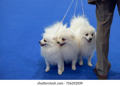 World Dog Show 2017 At Leipzig Germany.