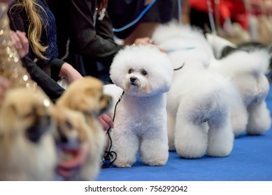 World Dog Show 2017 At Leipzig Germany.