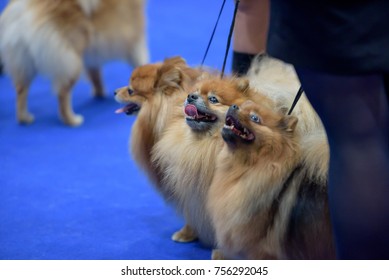 World Dog Show 2017 At Leipzig Germany.