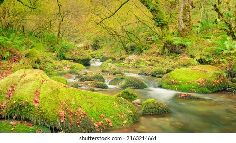 
World Environment Day. Beautiful Natural Scenery To Illustrate The Importance Of Global Environmental Protection. Landscape Of A Stream Of Water Flowing In The Forest Of Green Color.